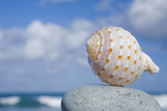 海邊的貝殼