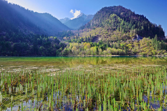 在九寨溝谷山湖的早晨；四川；中國
