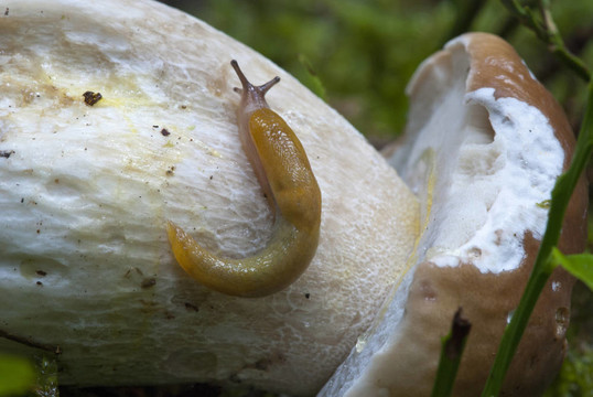 蝸牛移動(dòng)在牛肝菌蘑菇