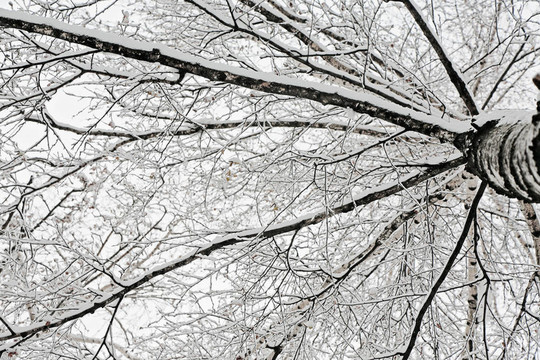 白雪覆蓋的樹枝