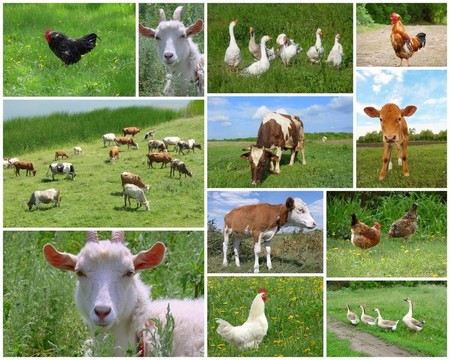 農(nóng)場動物和鳥類；拼貼