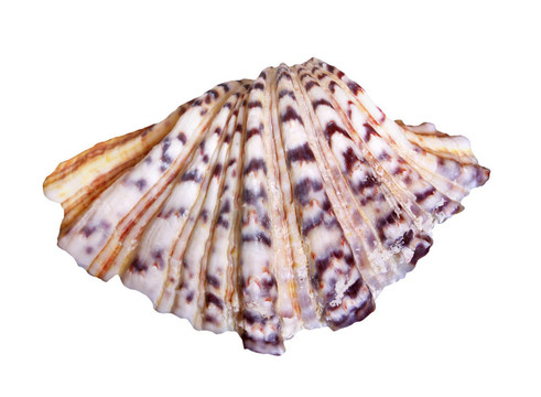 海貝殼
