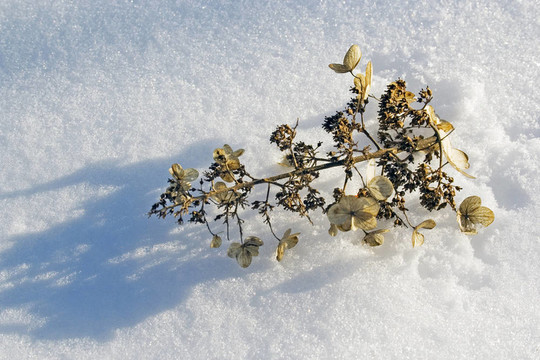 干hydranges上雪的影子