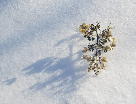 雪與影子繡球