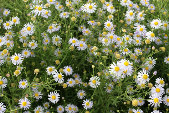 山花 花 野花 花卉 花瓣