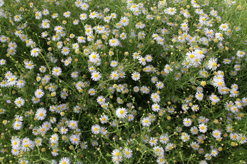 山花 花 野花 花卉