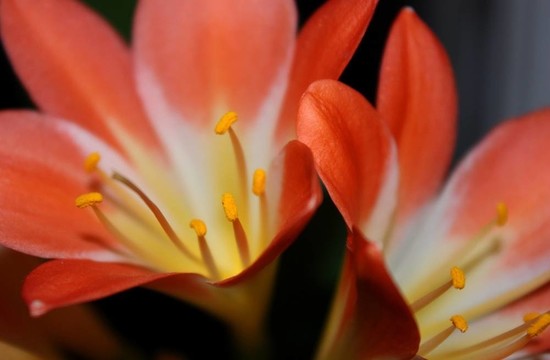 君子蘭的花