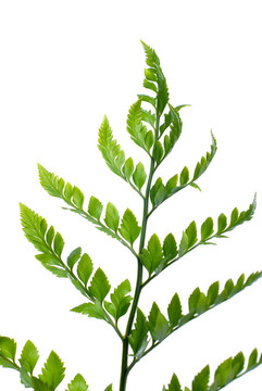 Fern葉