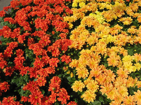 橙紅色花