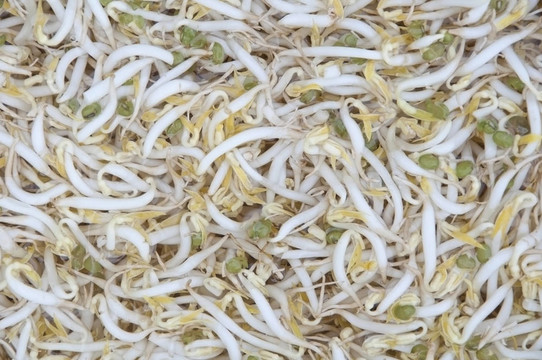白豆芽