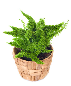 窗口植物Nephrolepis exaltata