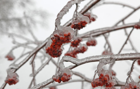 冰雪覆蓋的山莓漿果