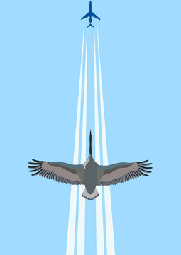 空中飛翔的鳥