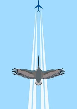 空中飛翔的鳥