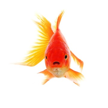 金魚