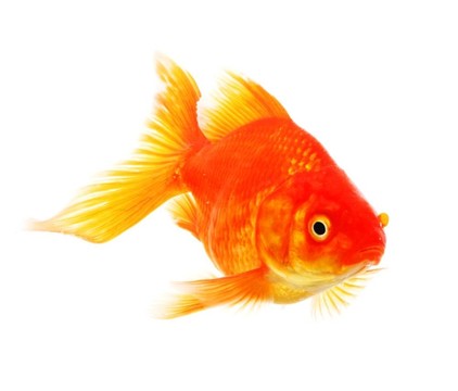 金魚(yú)