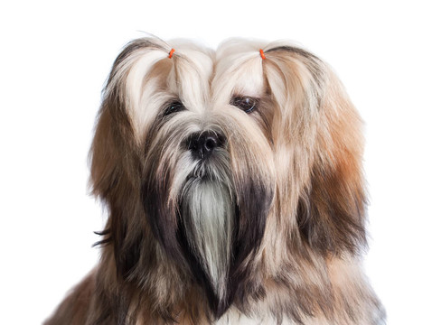 拉薩犬狗的肖像