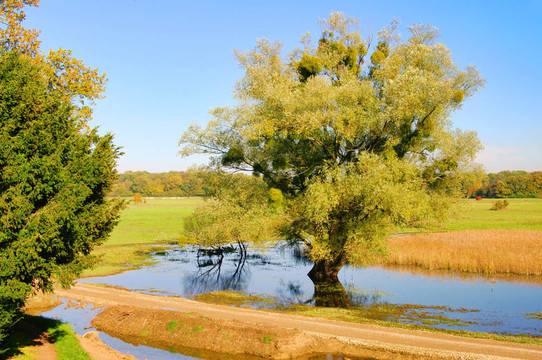 Woerlitz willow tree英語(yǔ)的理由