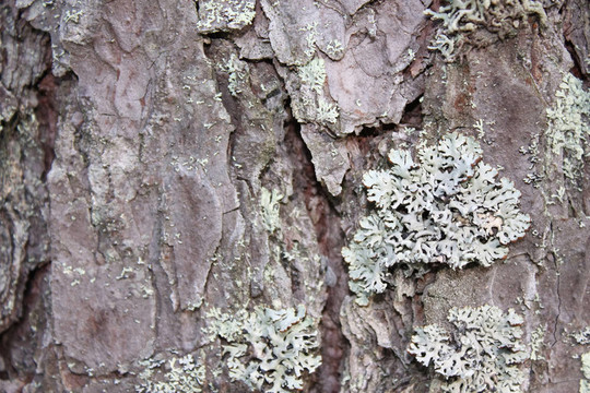 松樹皮上的Lichen