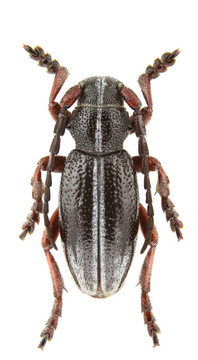 pedestredorcadion七