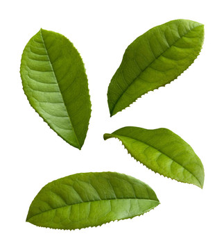 白色背景下的茶葉