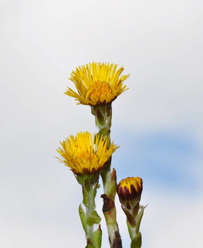 Coltsfoot（Tussilago farfara）