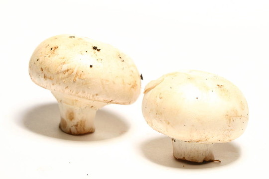 香菇