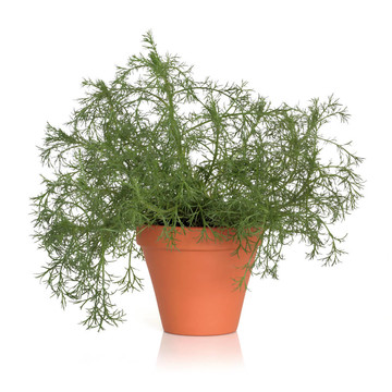 羅馬洋甘菊草本植物