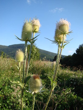 薊