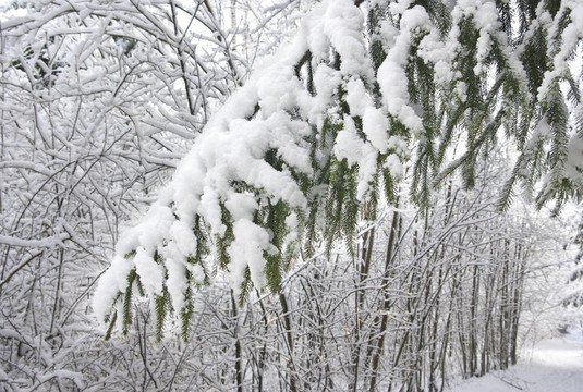 雪中毛皮樹的大樹枝。
