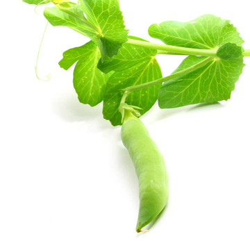 綠色的豌豆