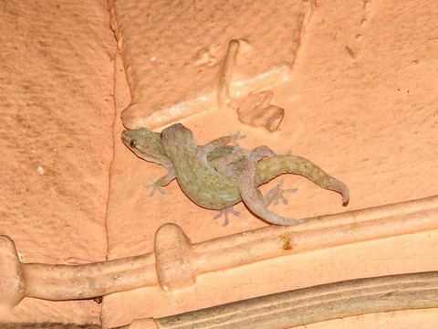 壁虎（Hemidactylus frenatus）