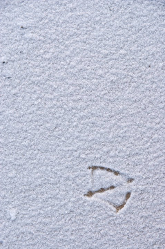孤獨(dú)鳥(niǎo)的足跡；熱帶