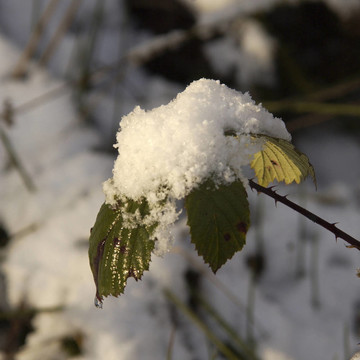 雪在葉