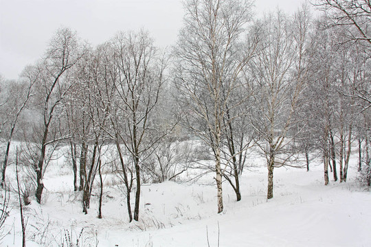 雪下的樹。降雪