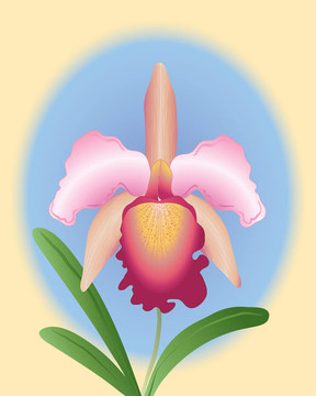 卡特蘭蘭花