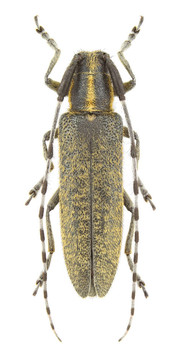 agapanthia villosoviridescens