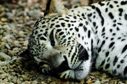 躺睡的Snow Leopard Irbis（Panthera uncia）