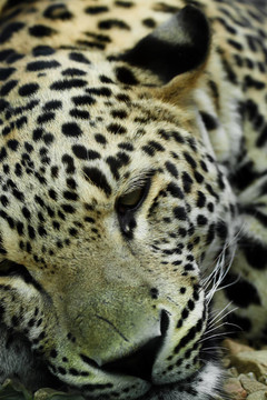 在Snow Leopard Irbis（Panthera uncia）
