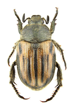 blitopertha lineolata