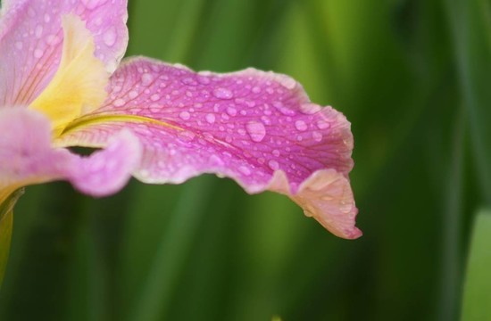 西伯利亞鳶尾