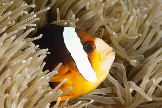 橙鰭的小丑魚