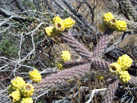 仙人掌開花2