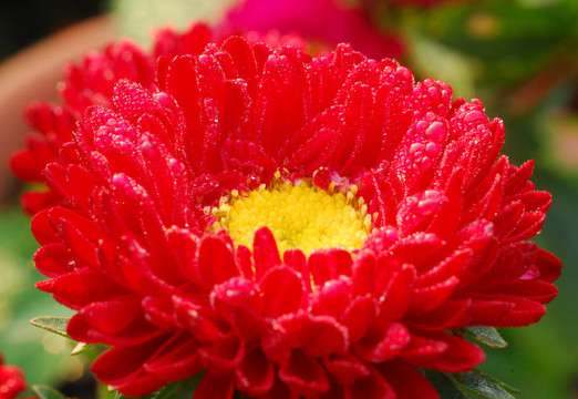 紅菊花Daisy Flower