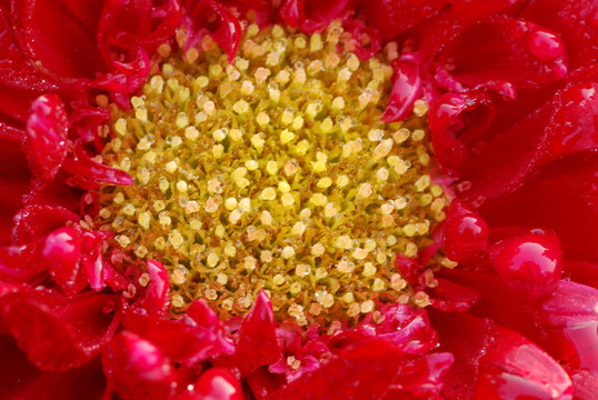 紅菊花Daisy Flower