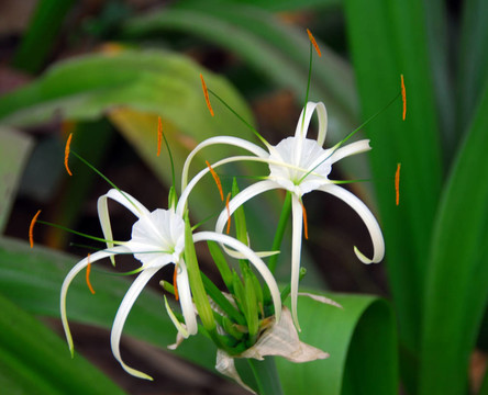 白spiderlily花文殊蘭