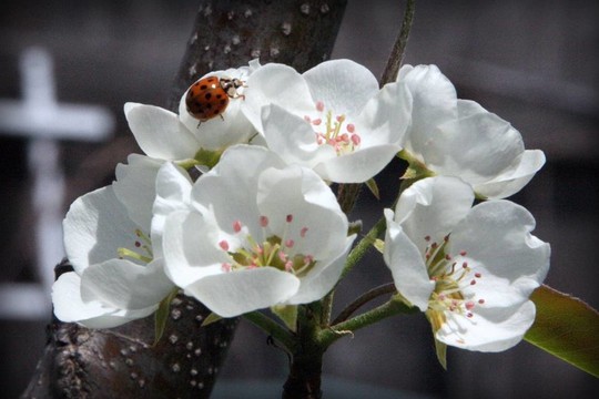 櫻花