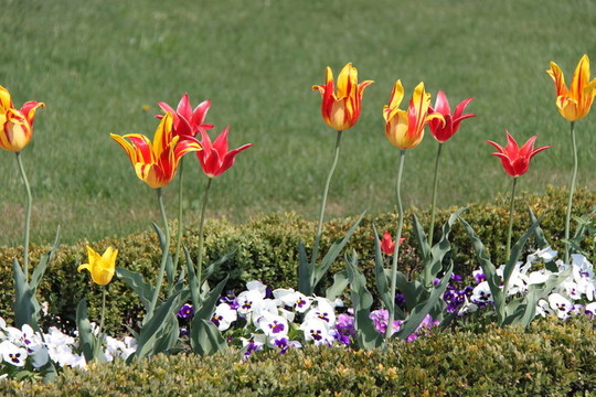 fruehlingsblumen