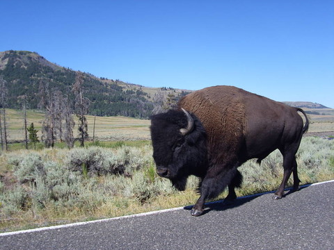 野牛在Yellowstone