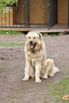 中亞牧羊犬